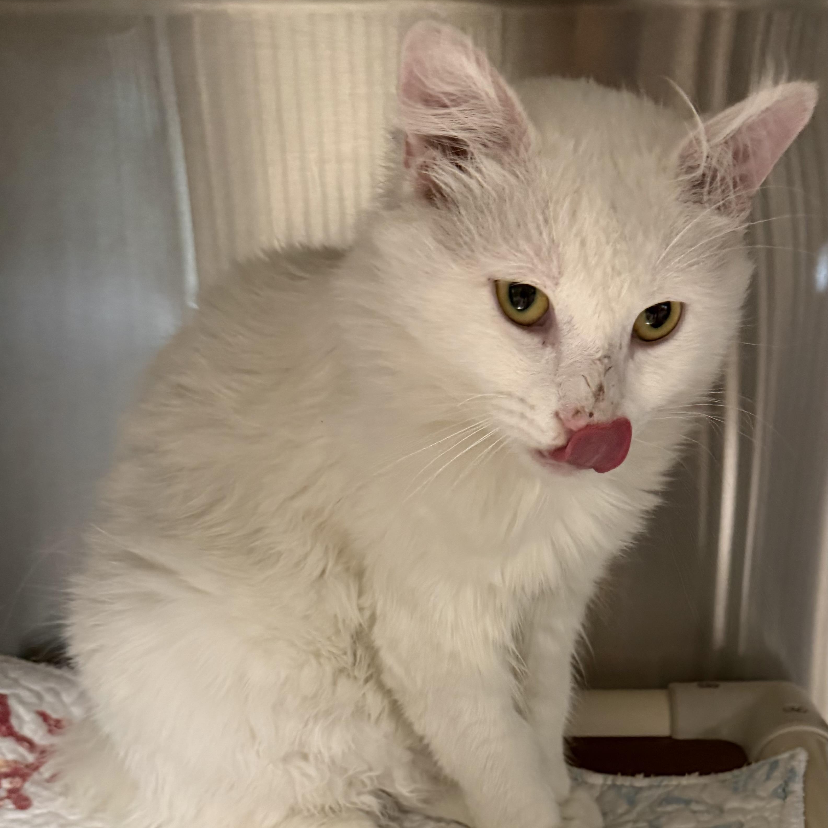 Ghost, a ADOPTABLE Domestic Short Hair in Fernandina Beach, FL image 2/3