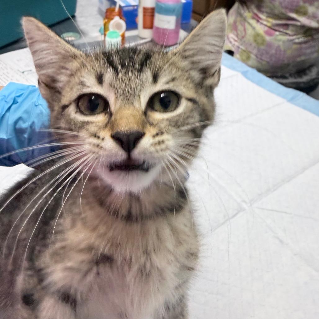 Enlarge Svedka, a Adoptable Domestic Short Hair in Summerville, SC image 1/1