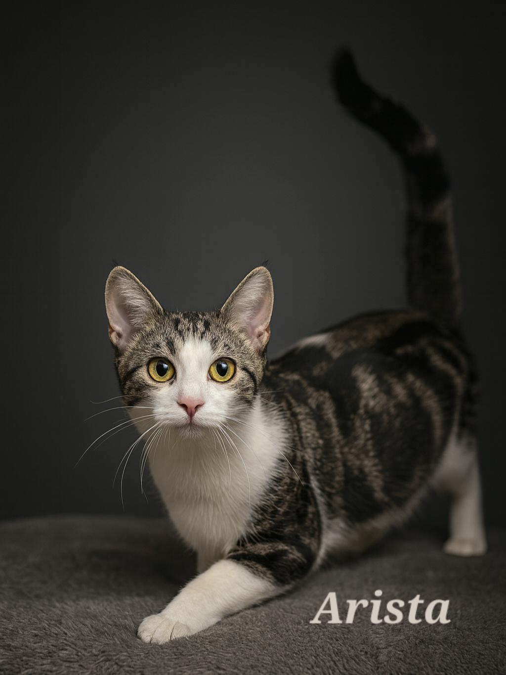 Arista ($20 fee), a Adoptable Domestic Short Hair in Quincy, OH image 2/3