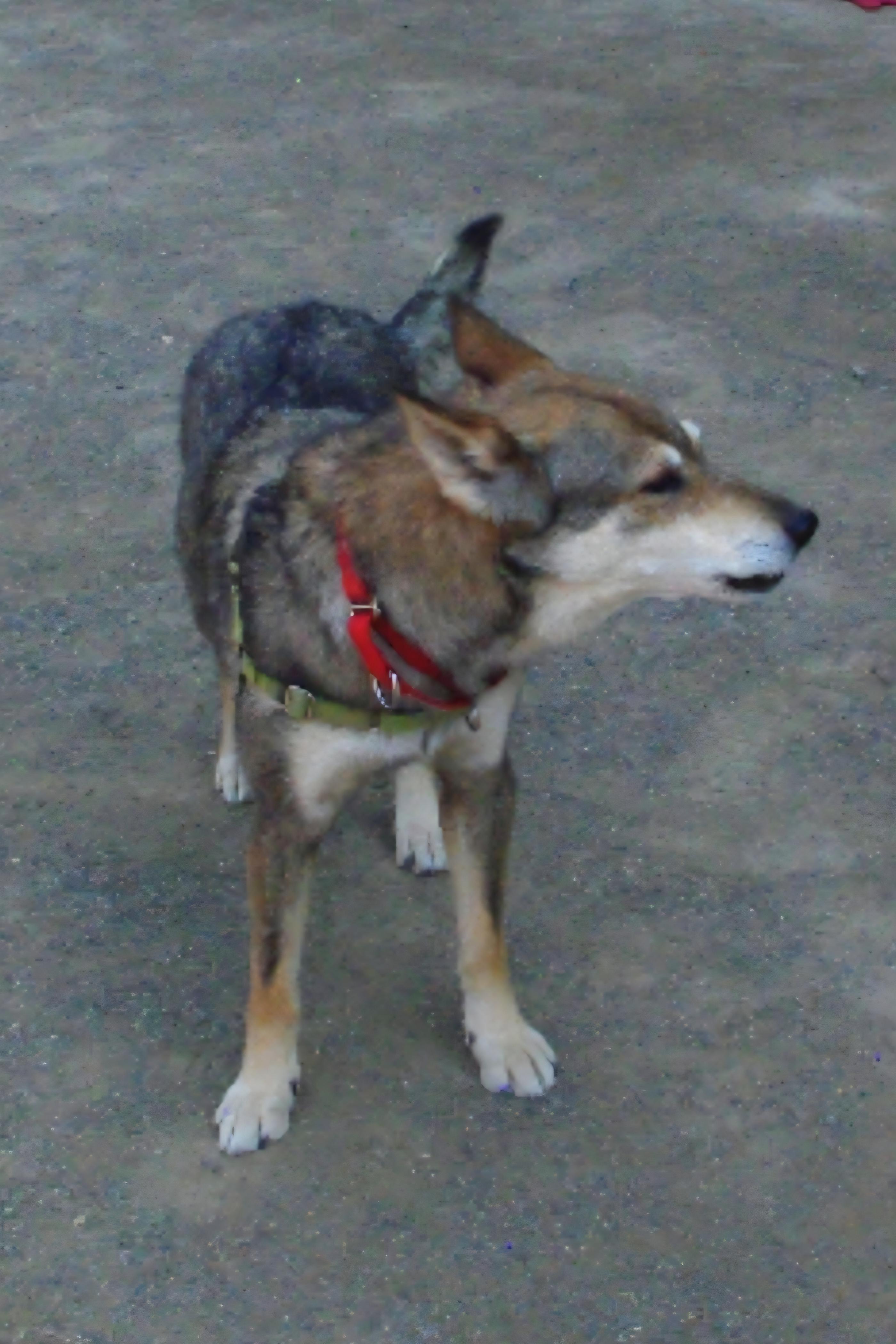 Enlarge Tree, a Adoptable mixed breed in Baker City, OR image 3/3