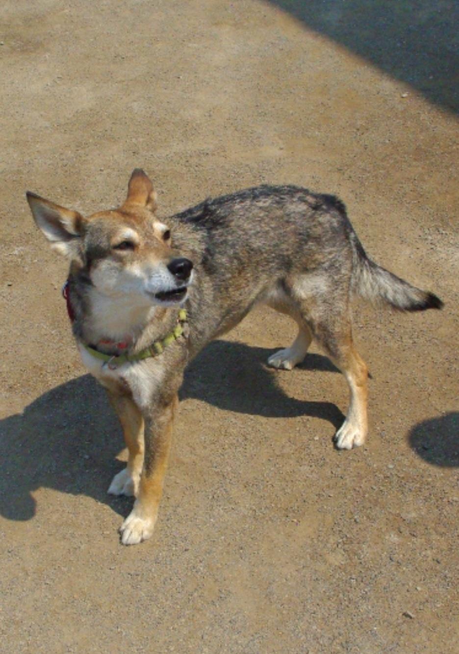 Enlarge Tree, a Adoptable mixed breed in Baker City, OR image 2/3