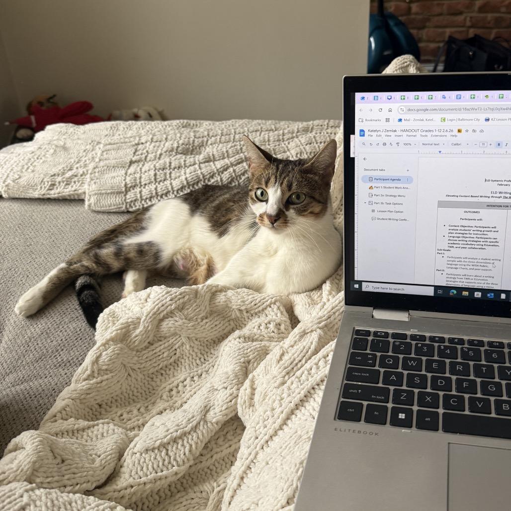 Latte, Adoptable, Young Female Domestic Short Hair.