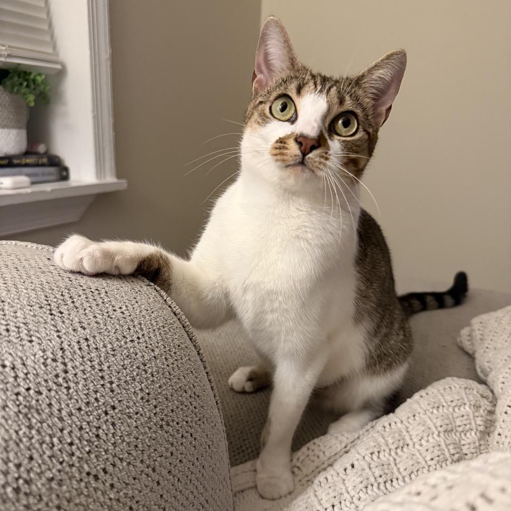 Enlarge Latte, a Adoptable Domestic Short Hair in Jarrettsville, MD image 2/6