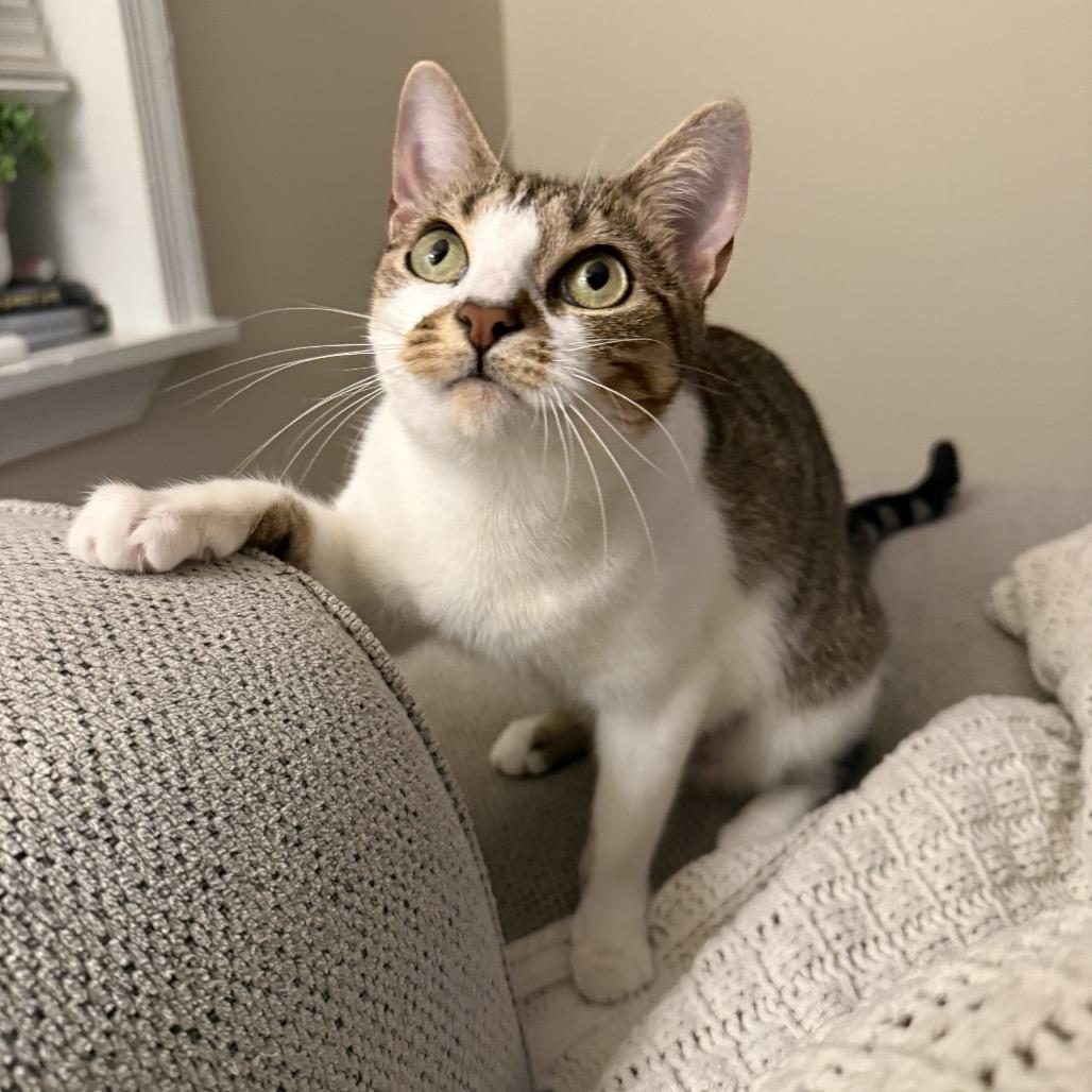 Enlarge Latte, a Adoptable Domestic Short Hair in Jarrettsville, MD image 3/6