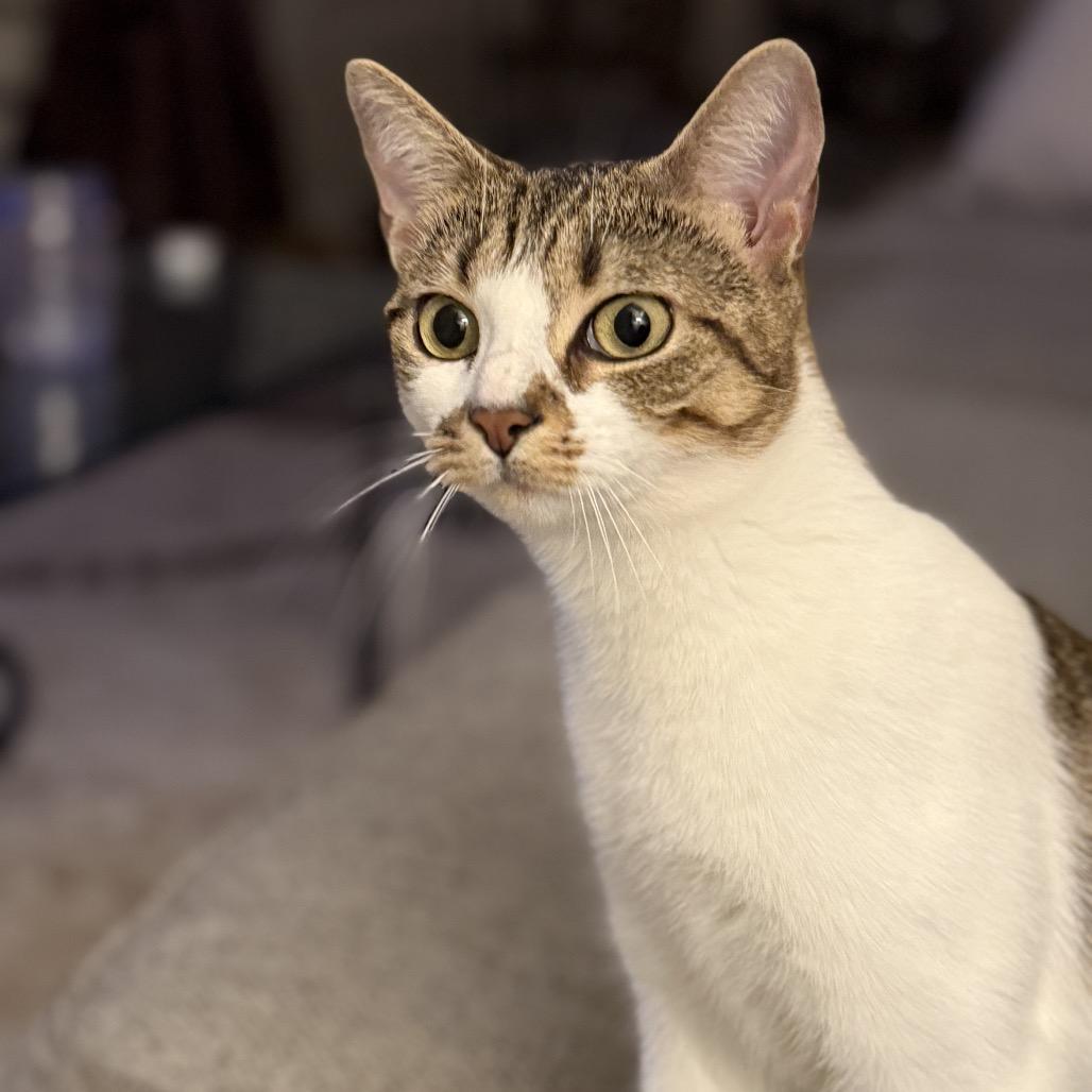 Enlarge Latte, a Adoptable Domestic Short Hair in Jarrettsville, MD image 5/6