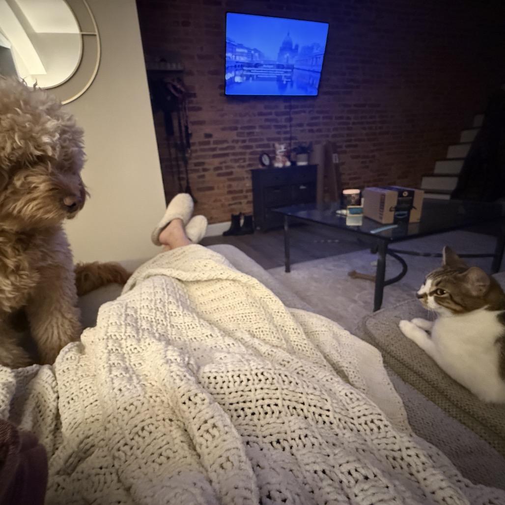 Enlarge Latte, a Adoptable Domestic Short Hair in Jarrettsville, MD image 6/6