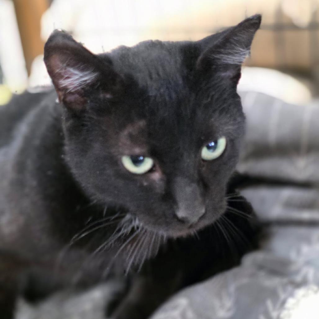 Enlarge Sweetie, a Adoptable Domestic Short Hair in Philadelphia, PA image 1/2