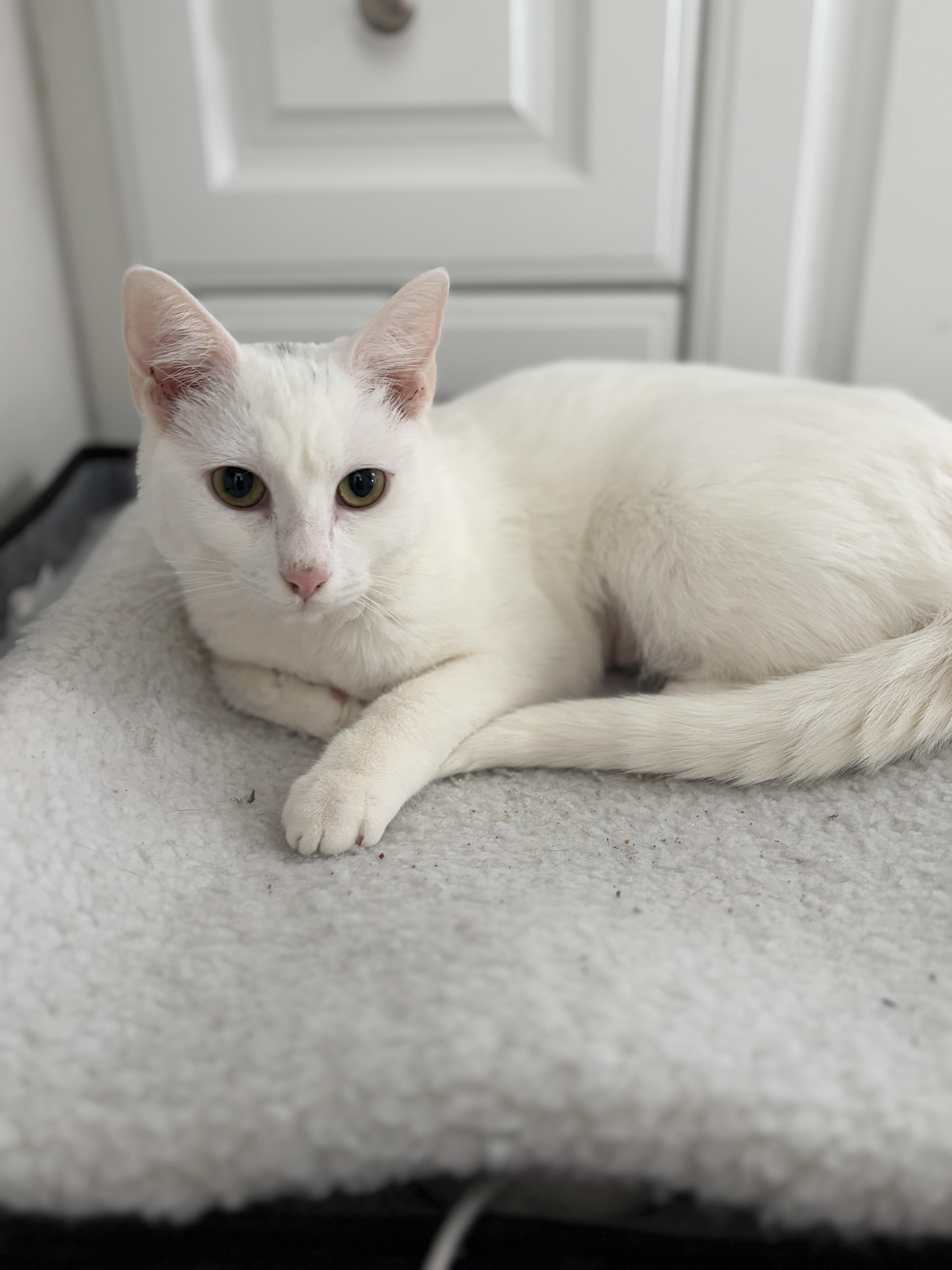 Enlarge Serendipity , an adopted Domestic Short Hair in San Juan Capistrano, CA image 2/2