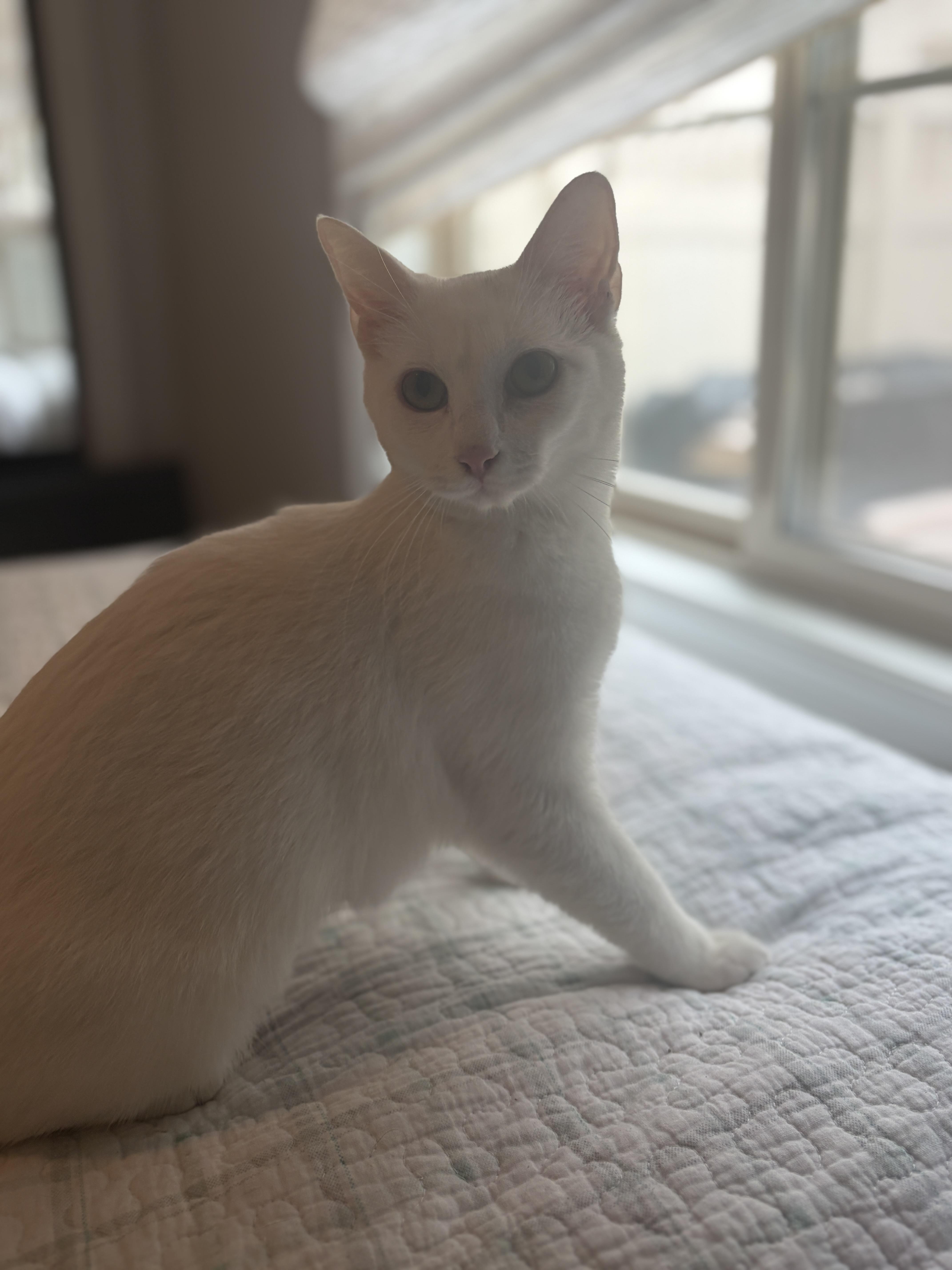 Enlarge Serendipity , an adopted Domestic Short Hair in San Juan Capistrano, CA image 1/2