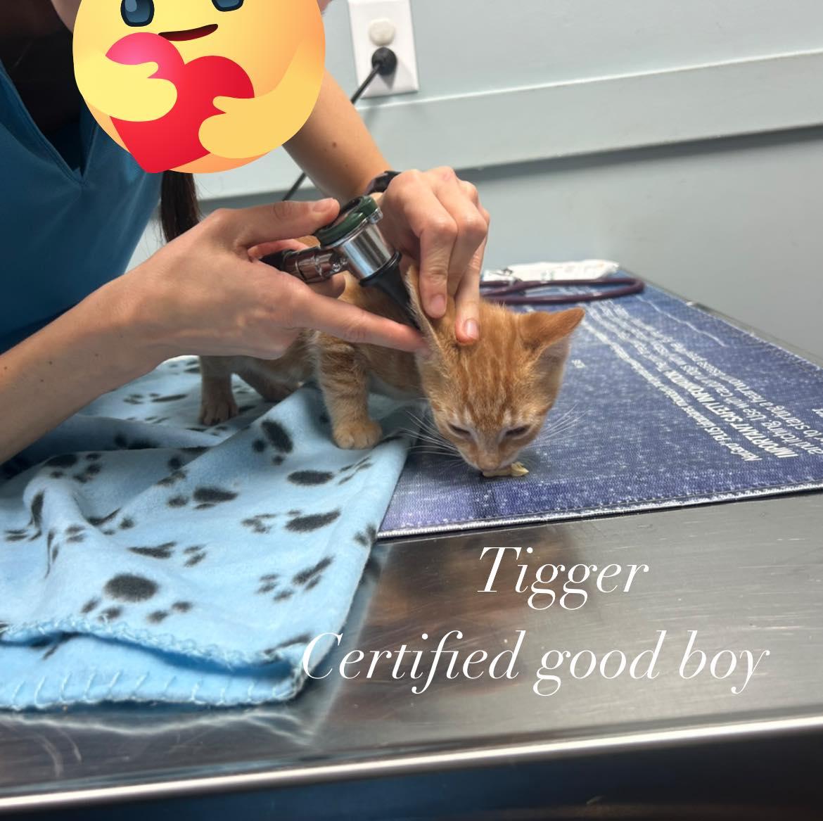 Enlarge Tigger, a Adopted American Shorthair in Raeford, NC image 1/1