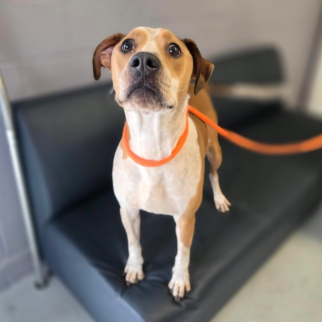 Enlarge Dudley, a Adoptable mixed breed in Hopkinton, MA image 1/2
