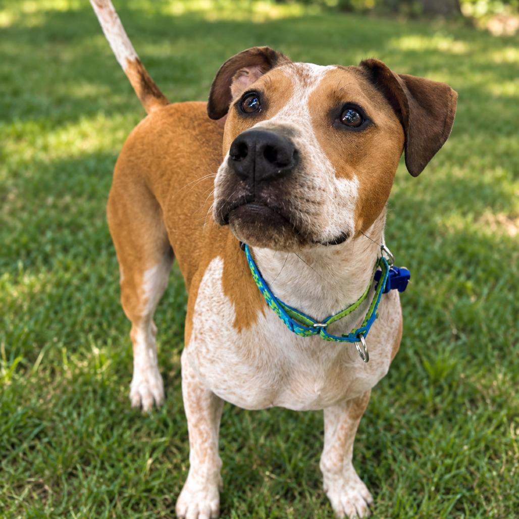 Enlarge Dudley, a Adoptable mixed breed in Hopkinton, MA image 2/2