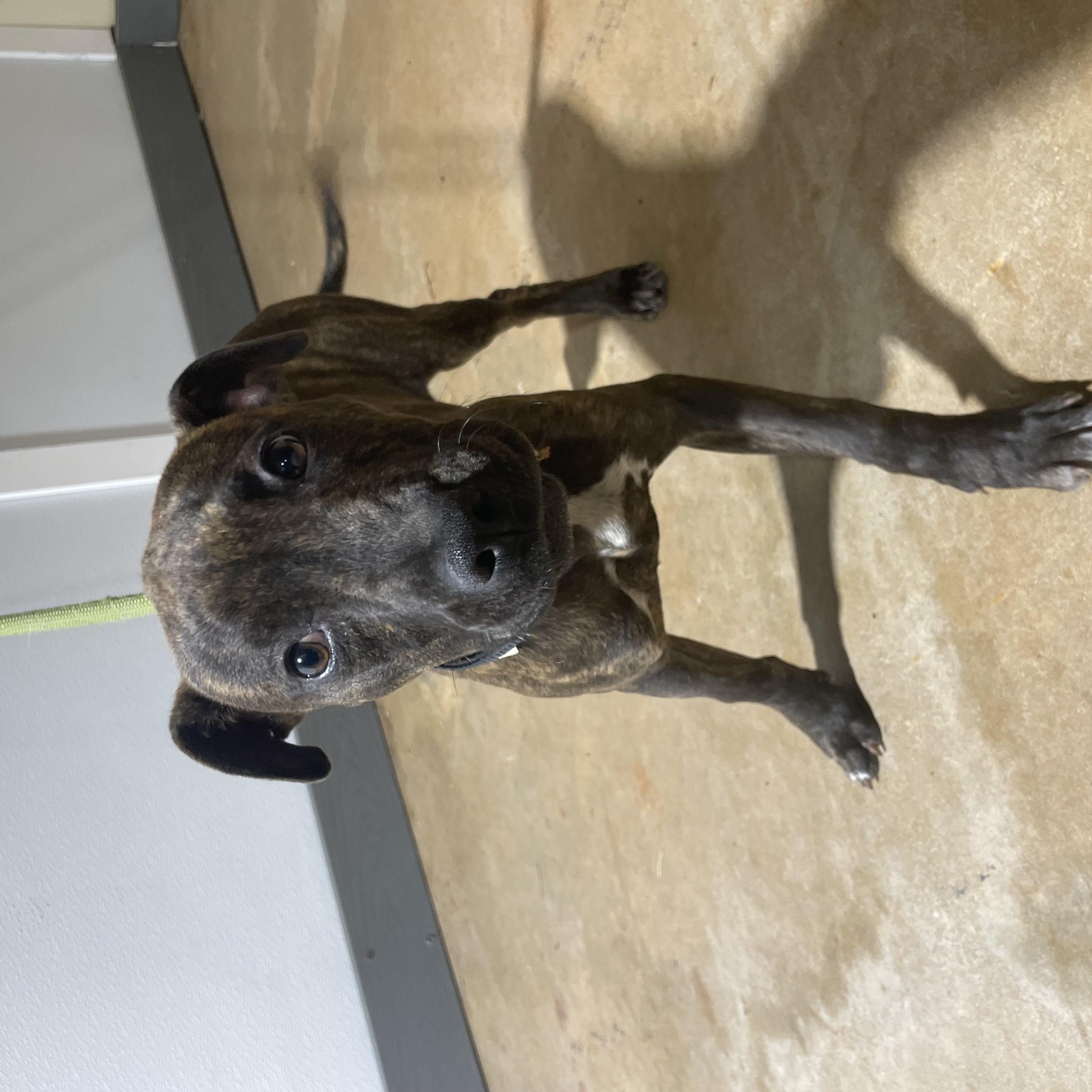 Enlarge Jolene, an adopted mixed breed in Jackson, GA image 1/1