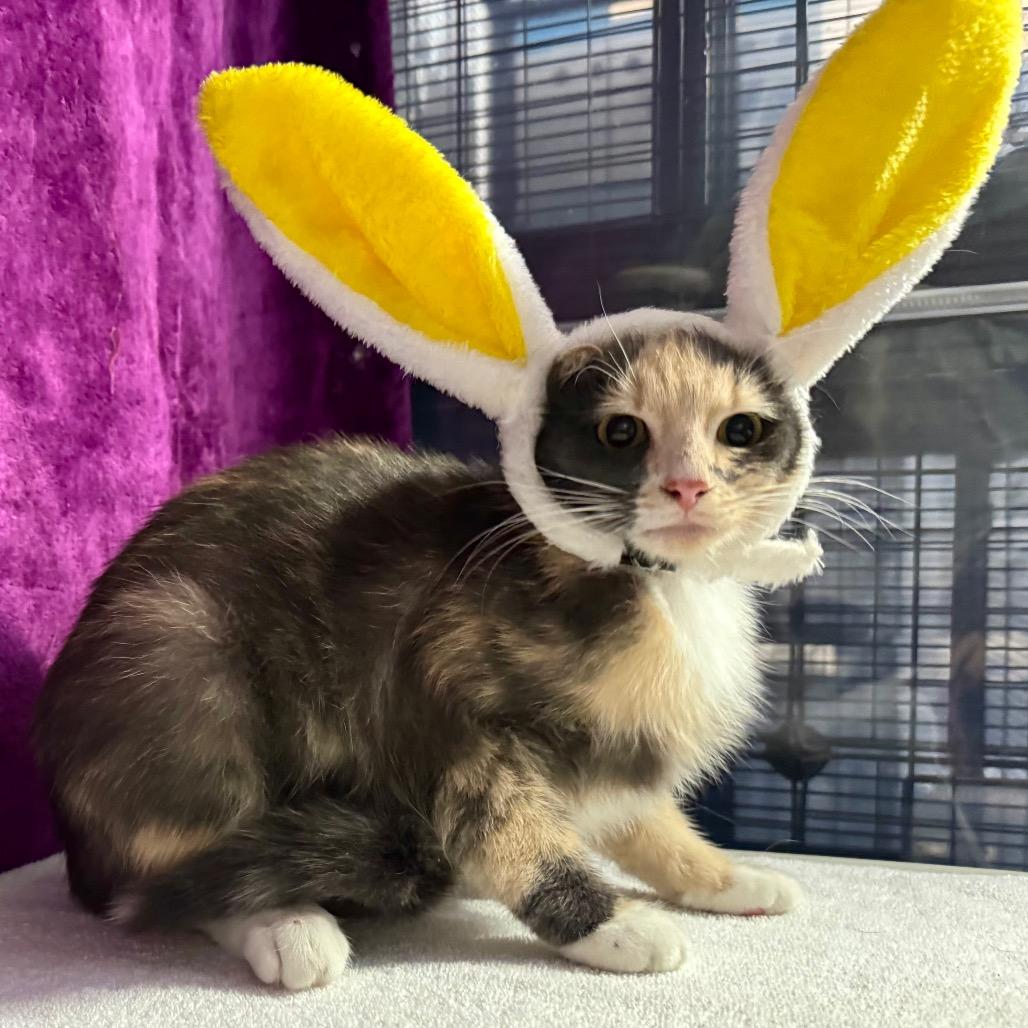 Cleopatra, Adoptable, Young Female Domestic Short Hair.