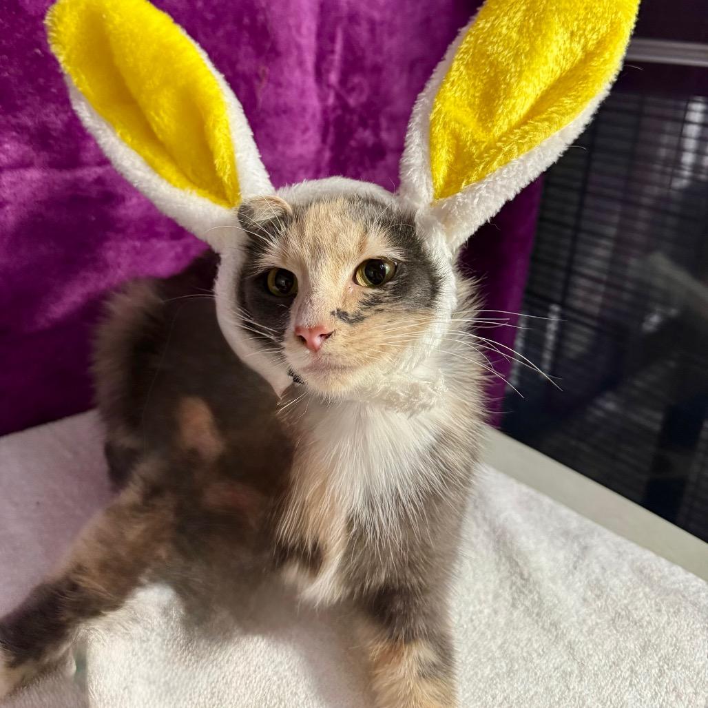 Enlarge Cleopatra, a Adoptable mixed breed in Amarillo, TX image 2/6