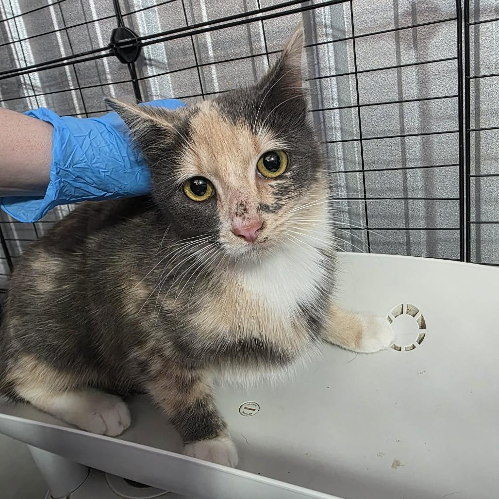 Enlarge Cleopatra, a Adoptable mixed breed in Amarillo, TX image 3/6