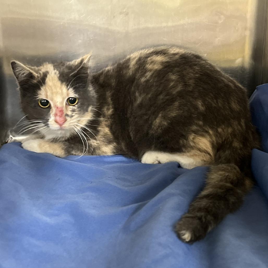 Enlarge Cleopatra, a Adoptable mixed breed in Amarillo, TX image 4/6