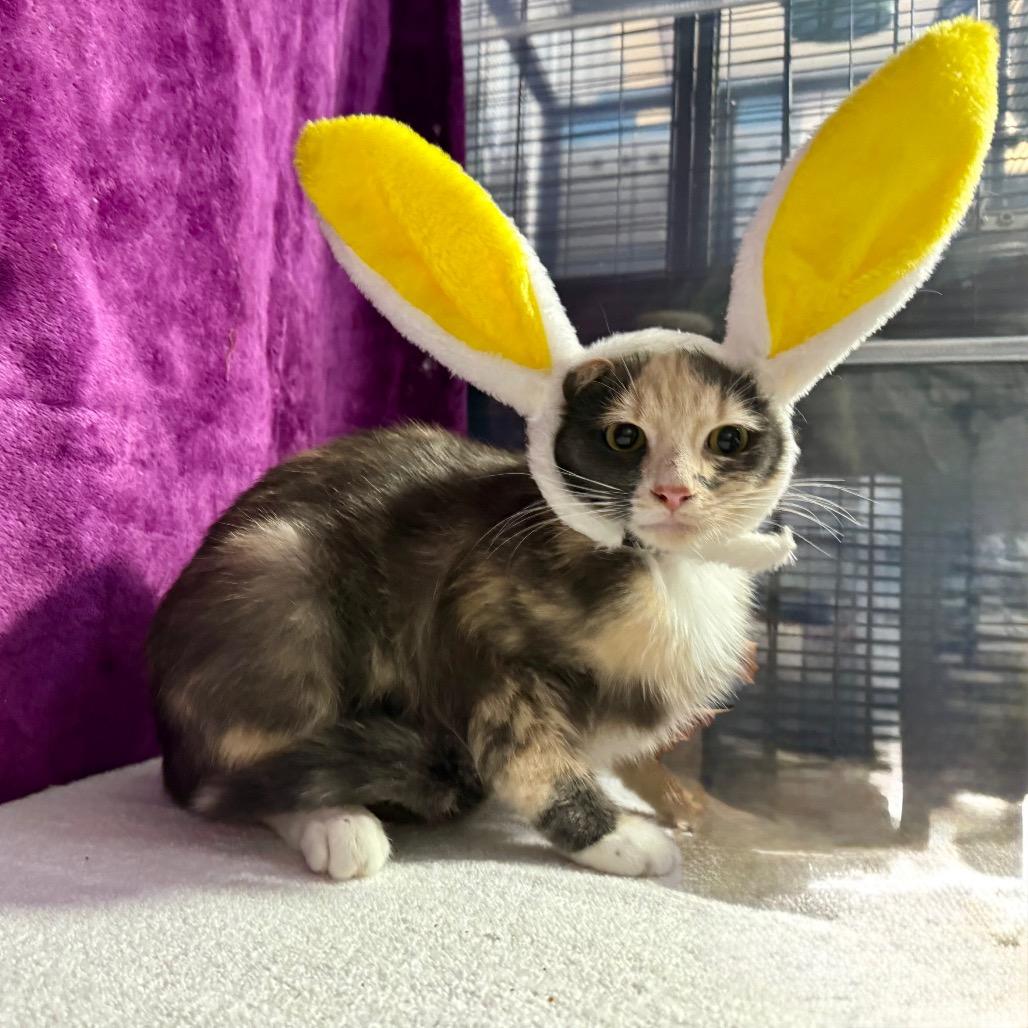 Enlarge Cleopatra, a Adoptable mixed breed in Amarillo, TX image 5/6