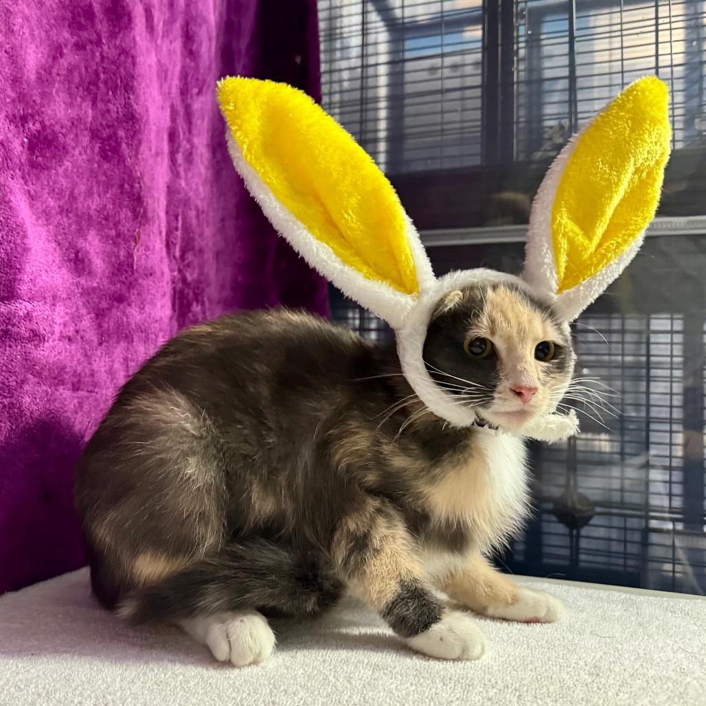 Enlarge Cleopatra, a Adoptable mixed breed in Amarillo, TX image 6/6