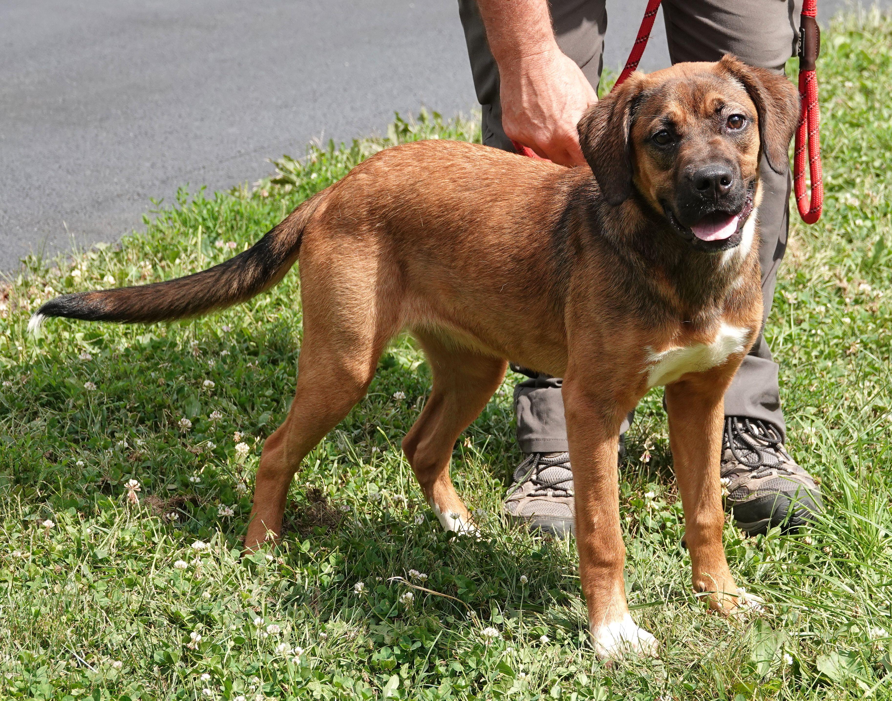 Enlarge Angel - RESCUED, a Adopted mixed breed in Millfield, OH image 2/5