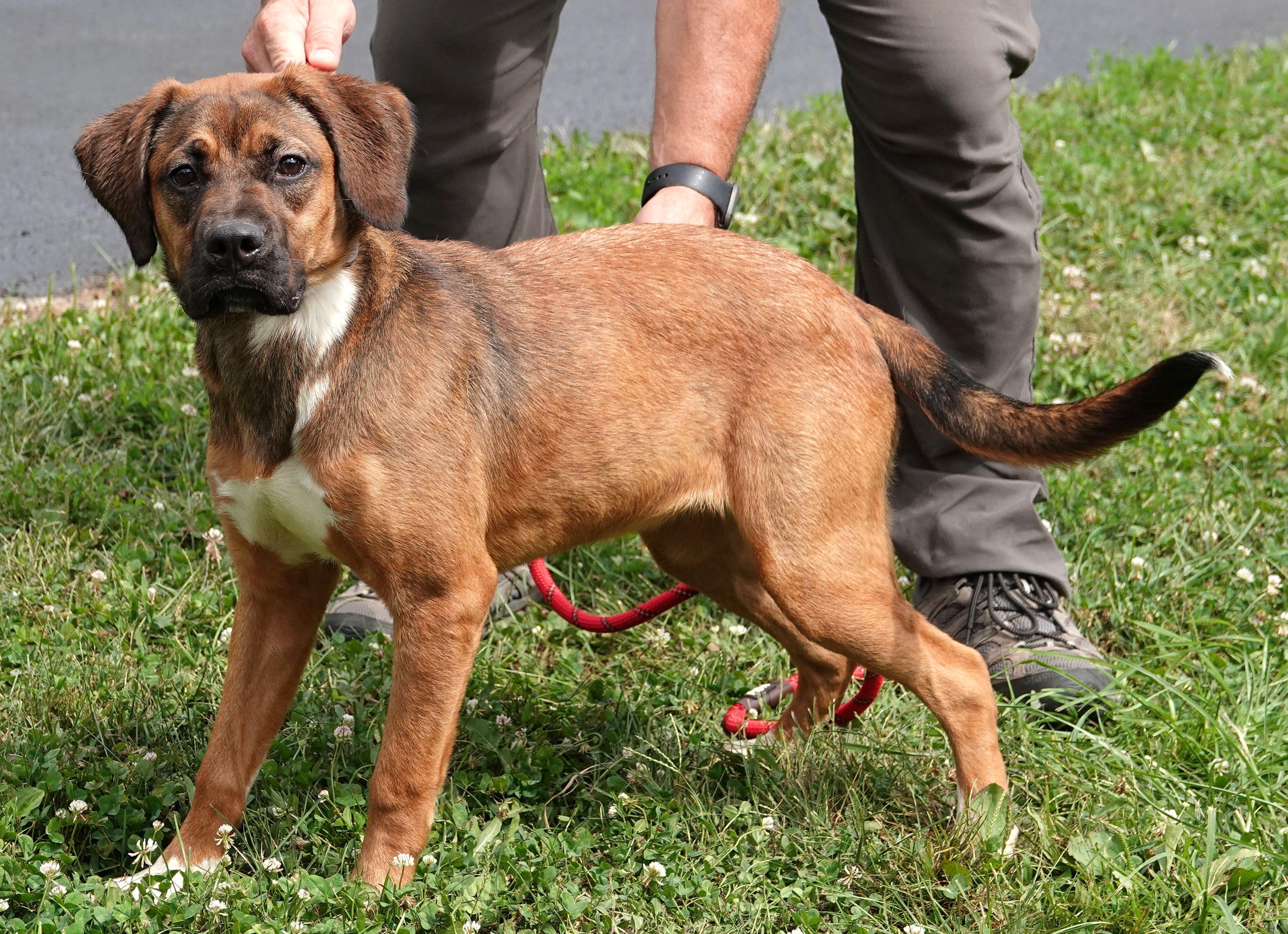 Enlarge Angel - RESCUED, a Adopted mixed breed in Millfield, OH image 3/5