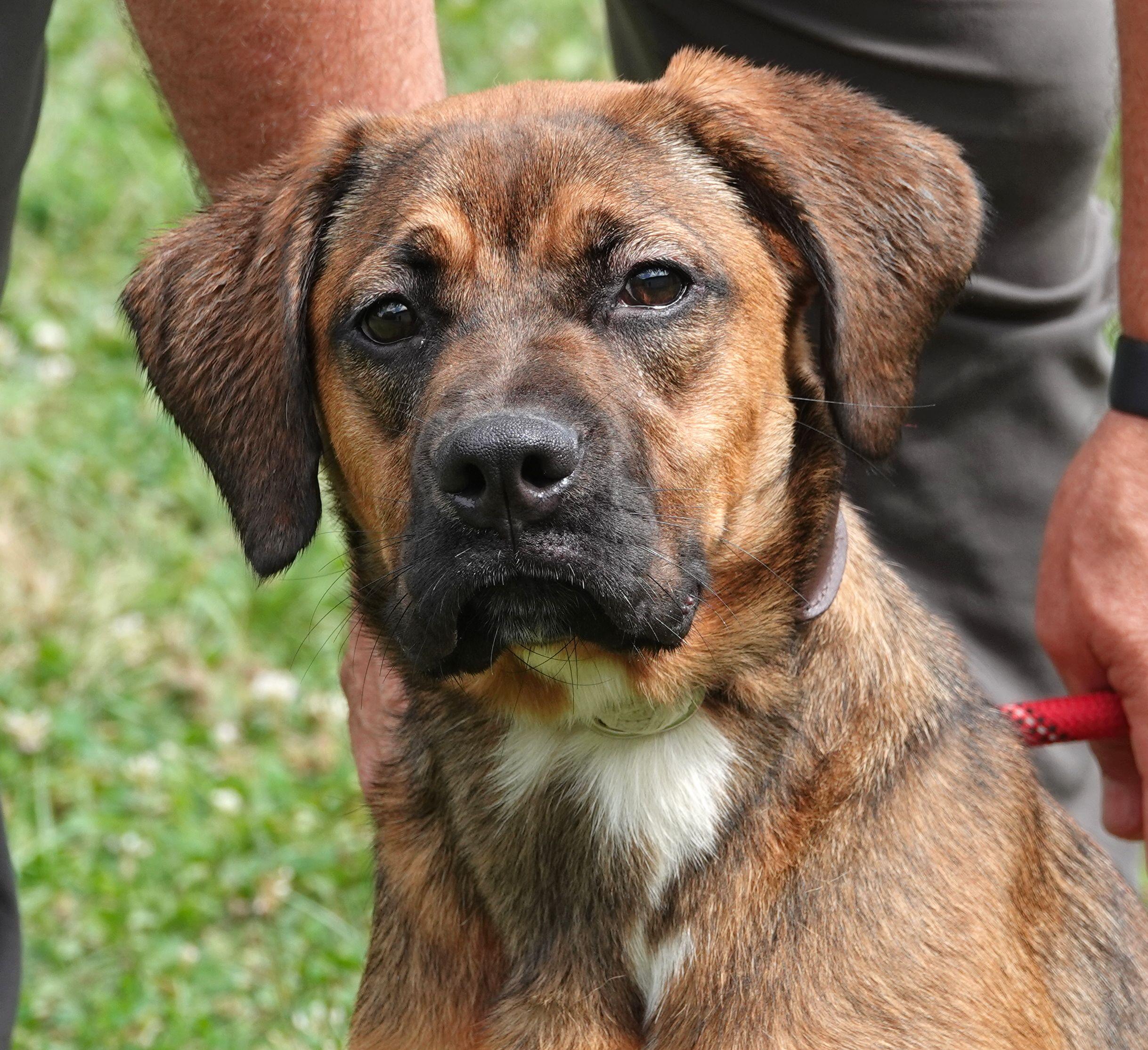 Enlarge Angel - RESCUED, a Adopted mixed breed in Millfield, OH image 5/5