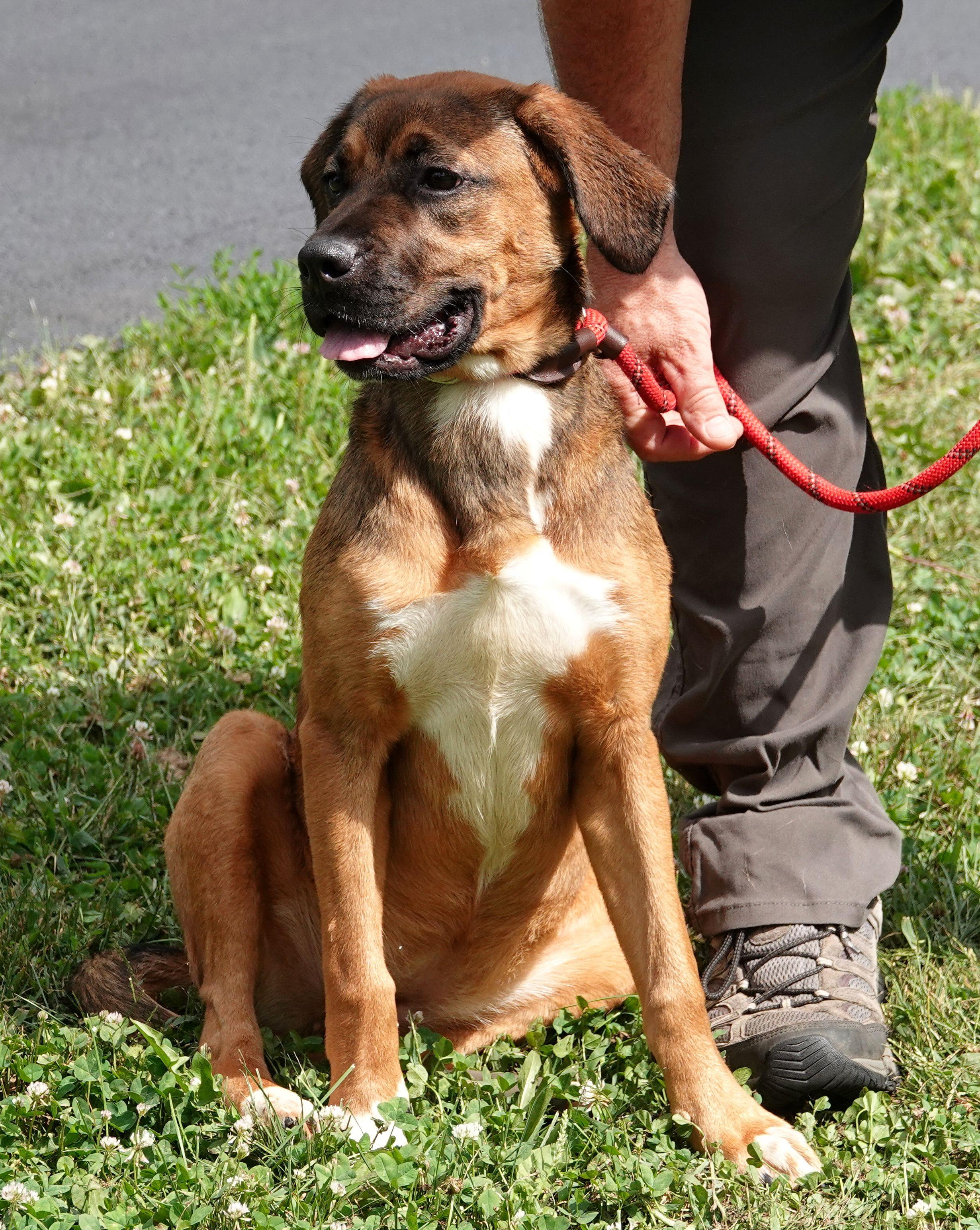 Enlarge Angel - RESCUED, a Adopted mixed breed in Millfield, OH image 4/5