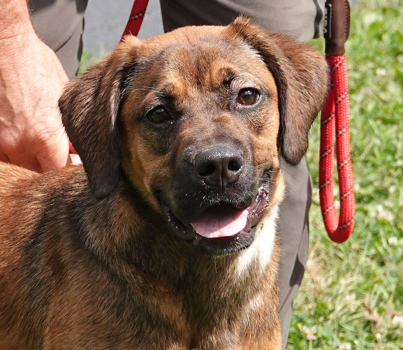 Angel - RESCUED, Adopted, Young Female Shepherd.