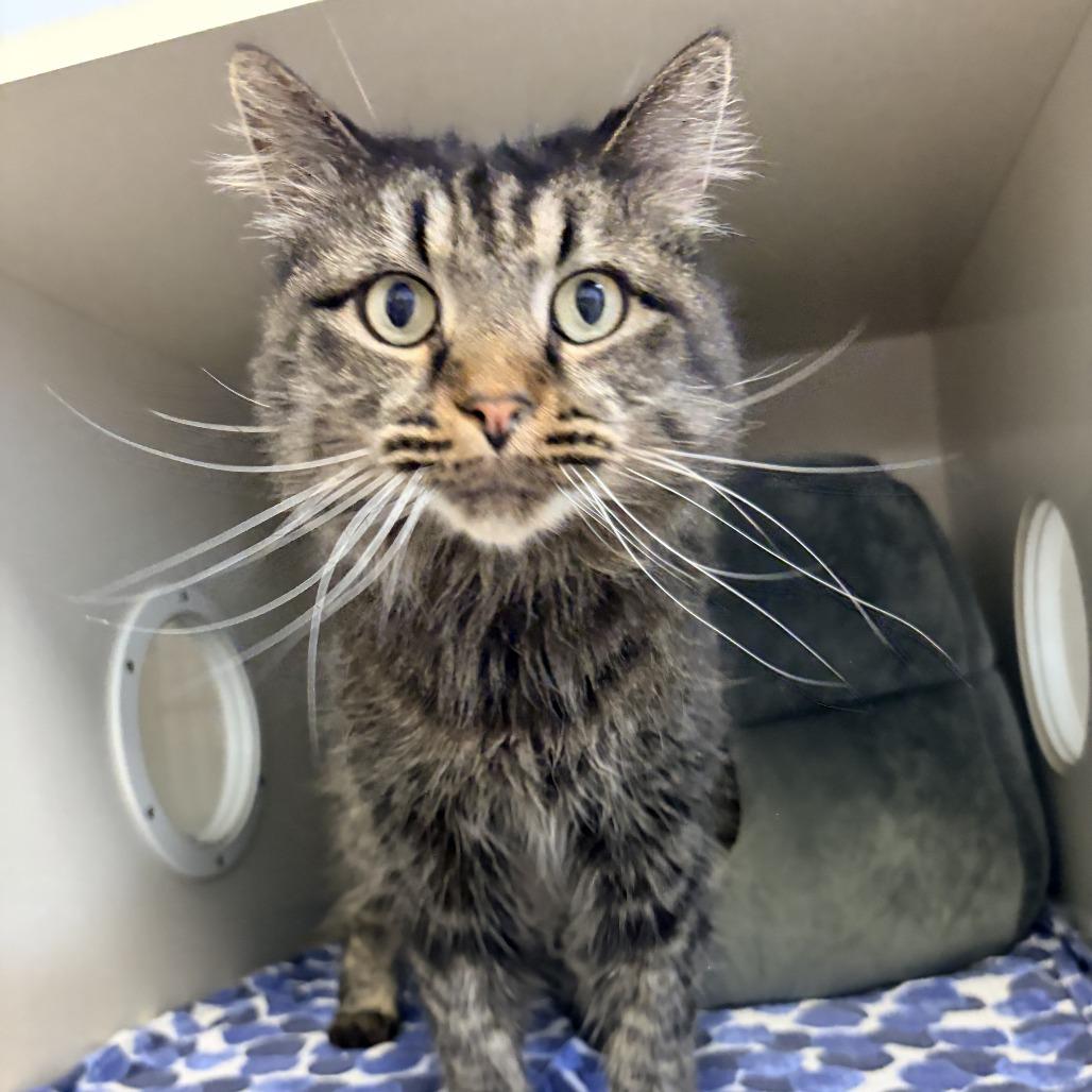 Nico, Adoptable, Senior Male Domestic Short Hair.