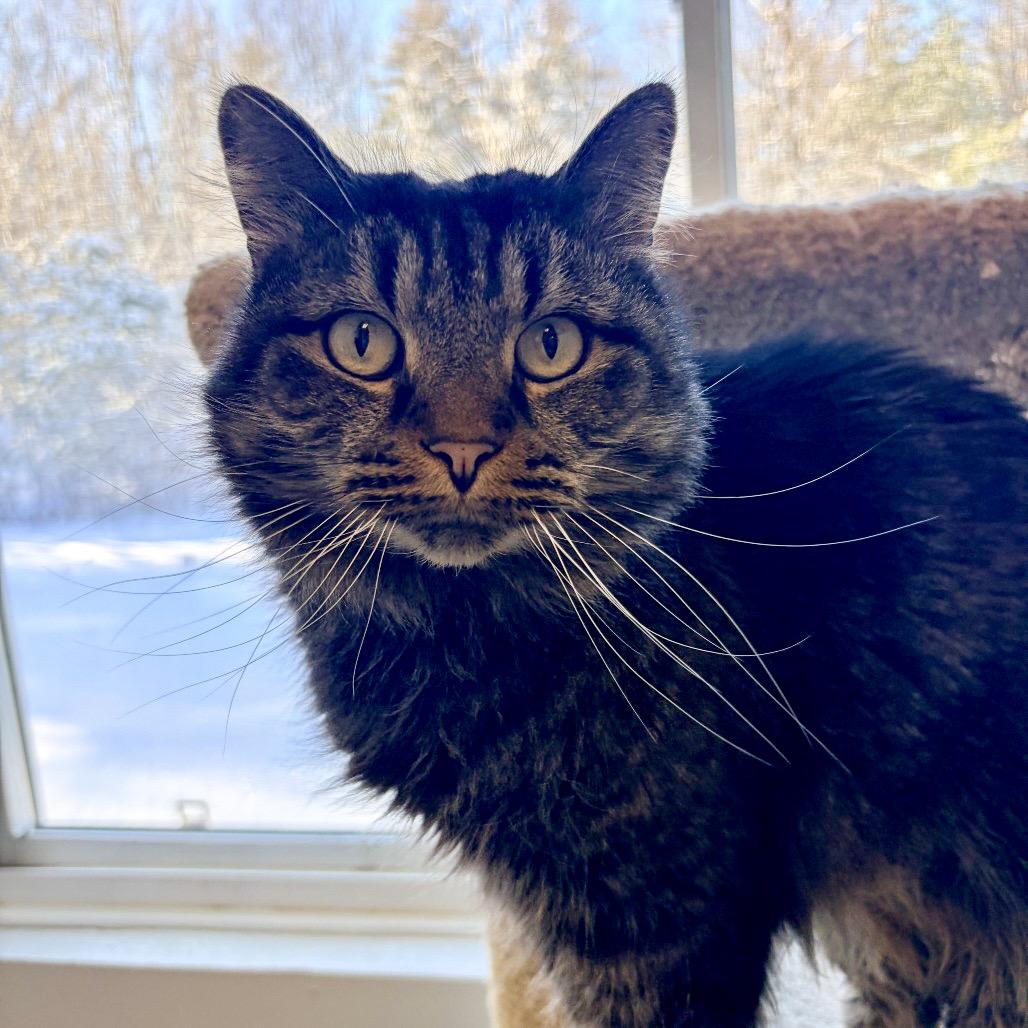 Nico, a Adoptable Domestic Short Hair in Conway, NH image 2/5