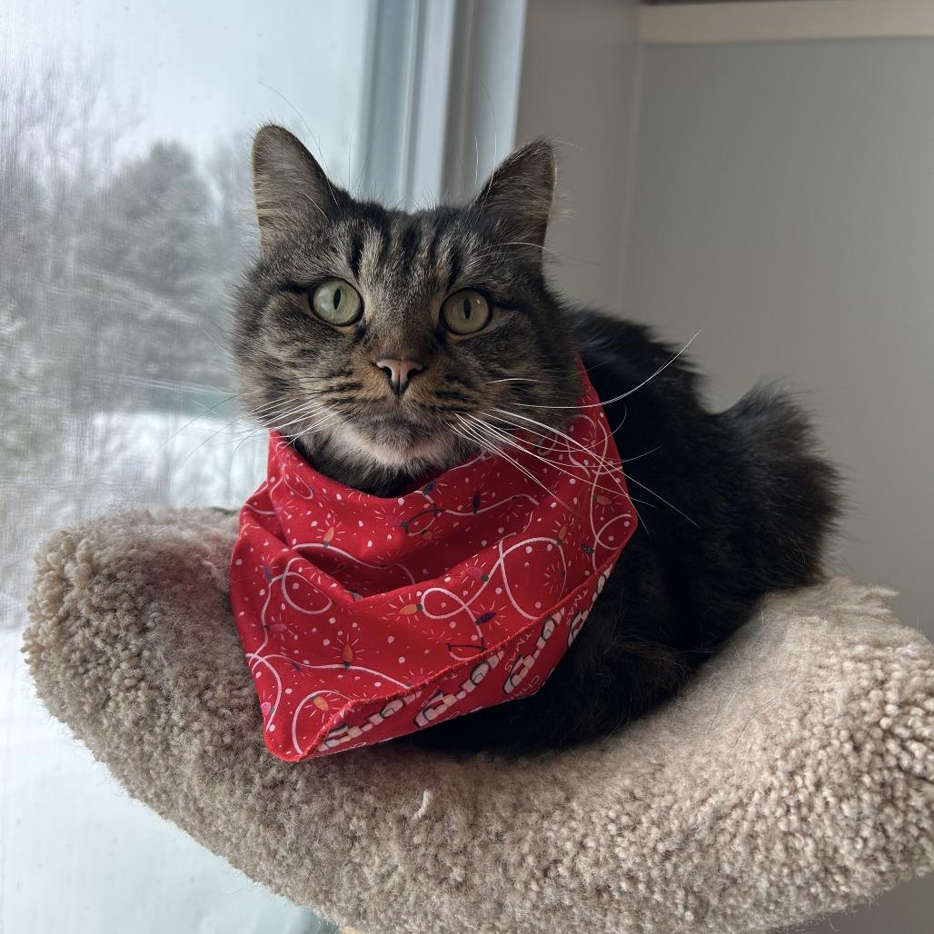 Nico, a Adoptable Domestic Short Hair in Conway, NH image 3/5