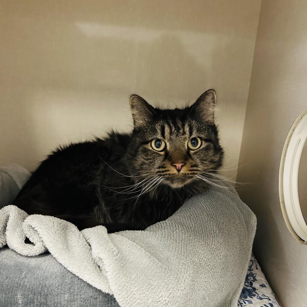 Nico, a Adoptable Domestic Short Hair in Conway, NH image 4/5