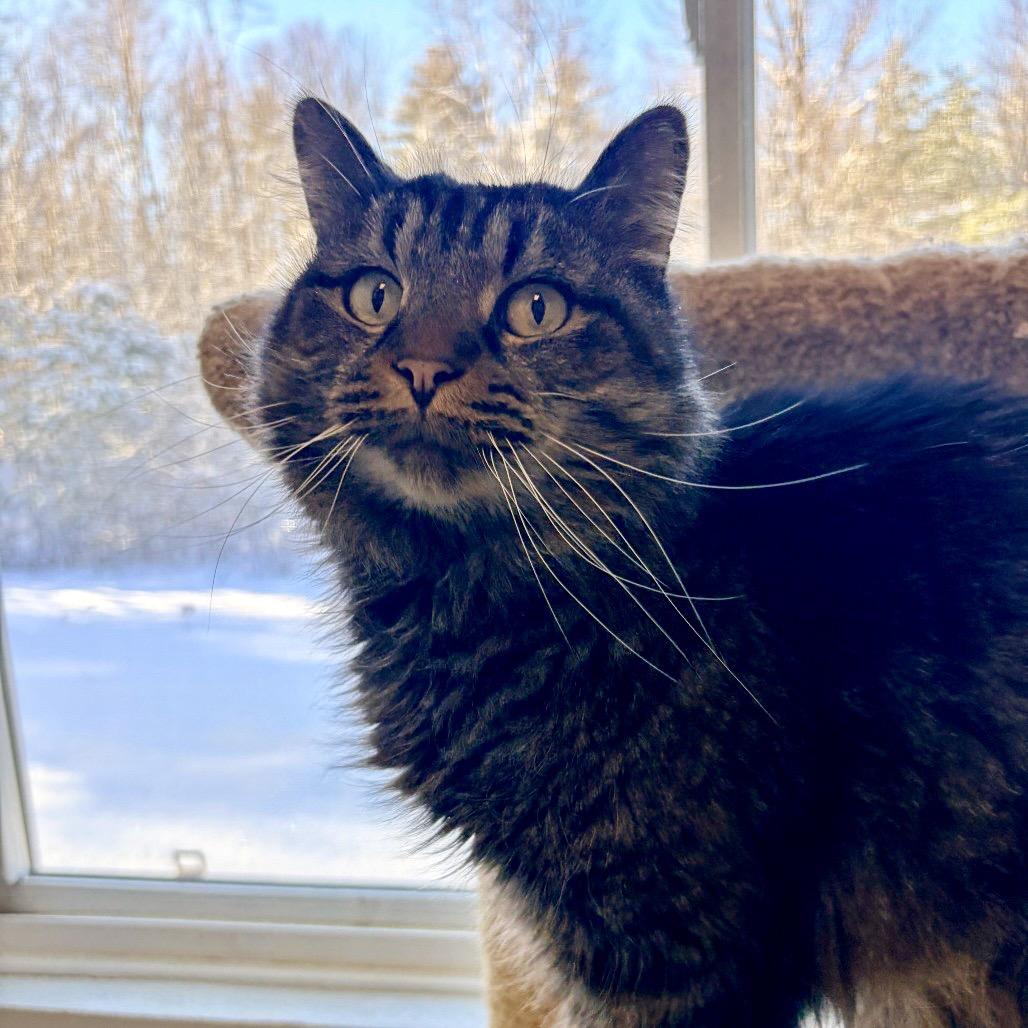 Nico, a Adoptable Domestic Short Hair in Conway, NH image 5/5