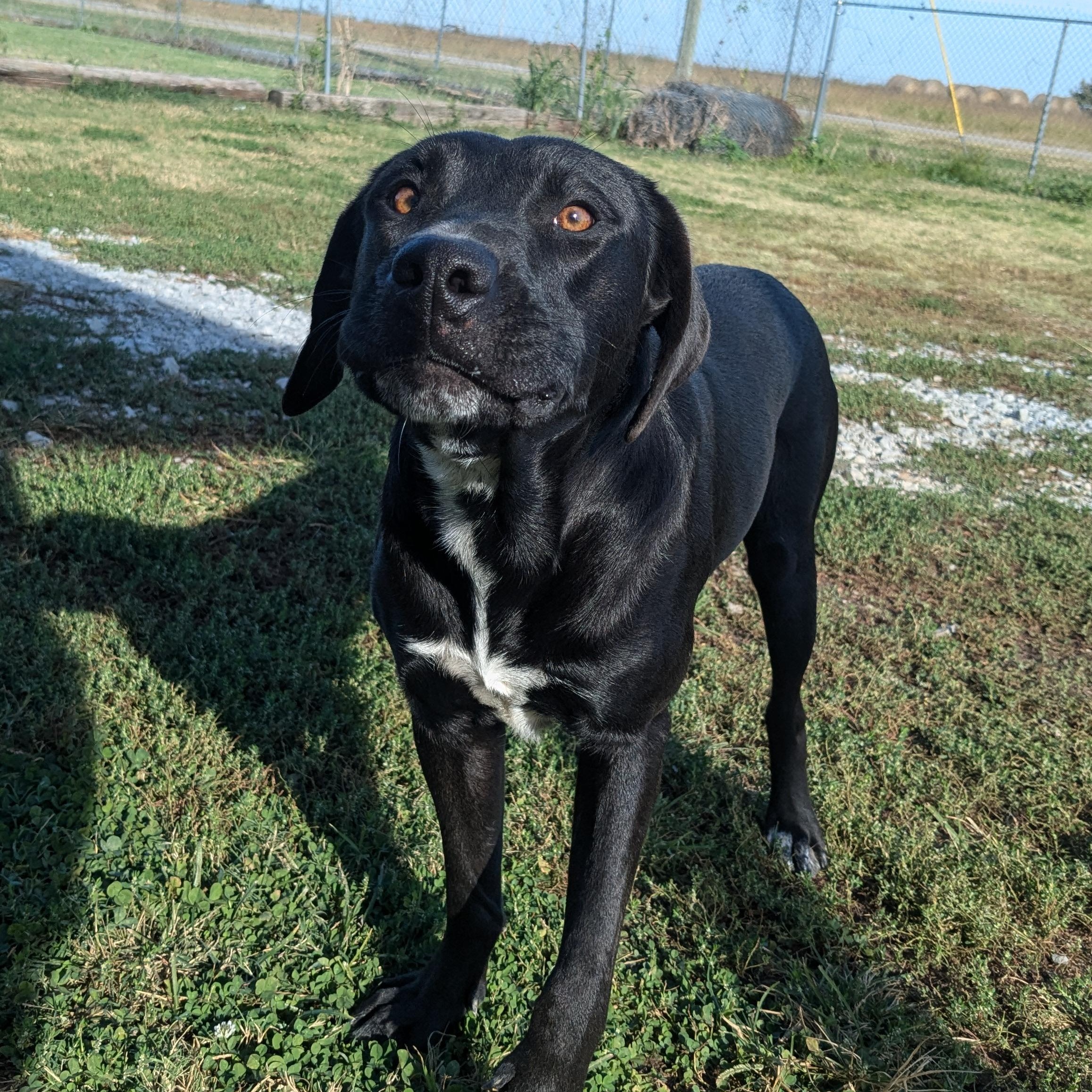 Jane, a Adoptable mixed breed in Manchester, NH image 1/5