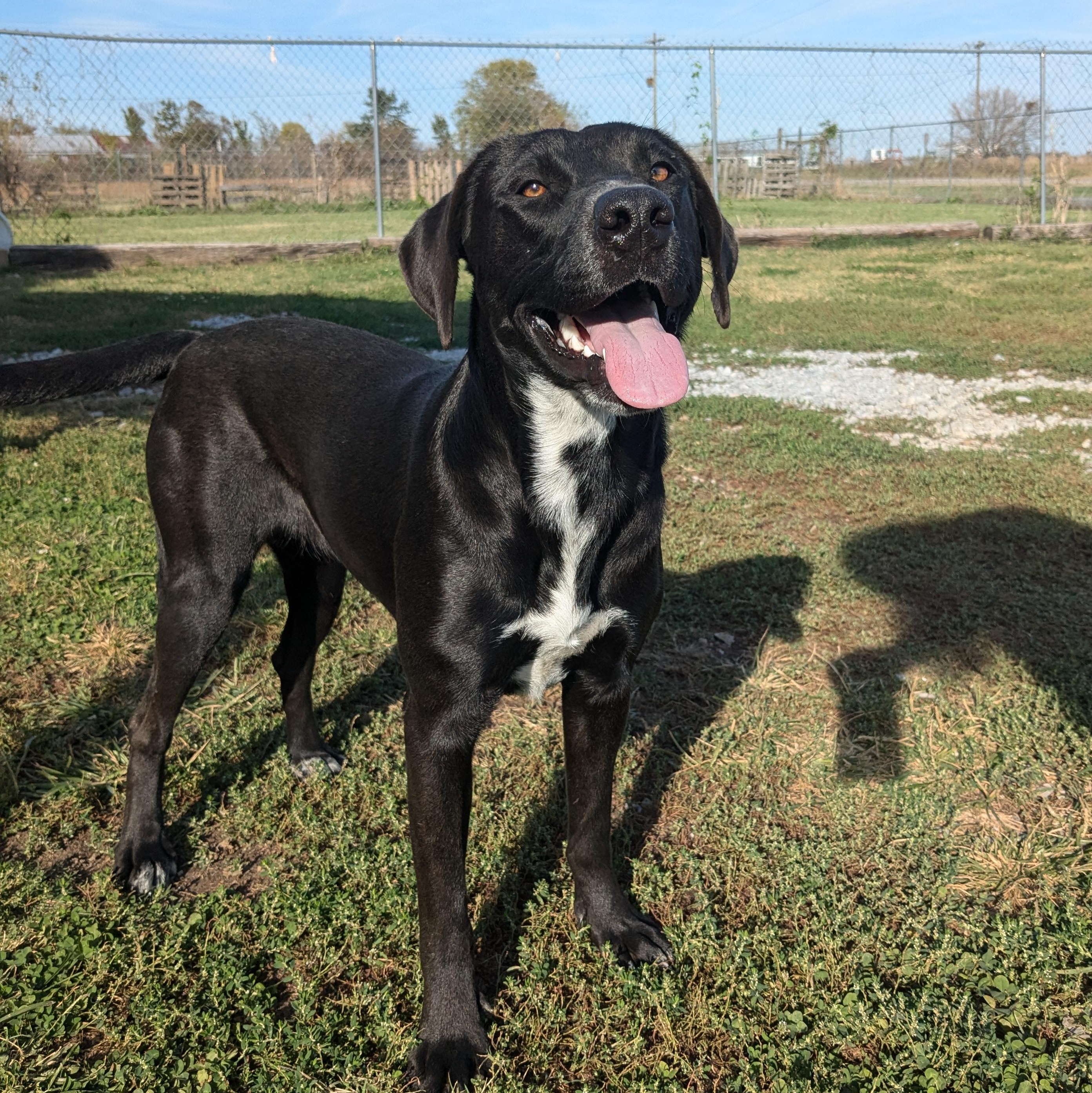 Jane, a Adoptable mixed breed in Manchester, NH image 2/5