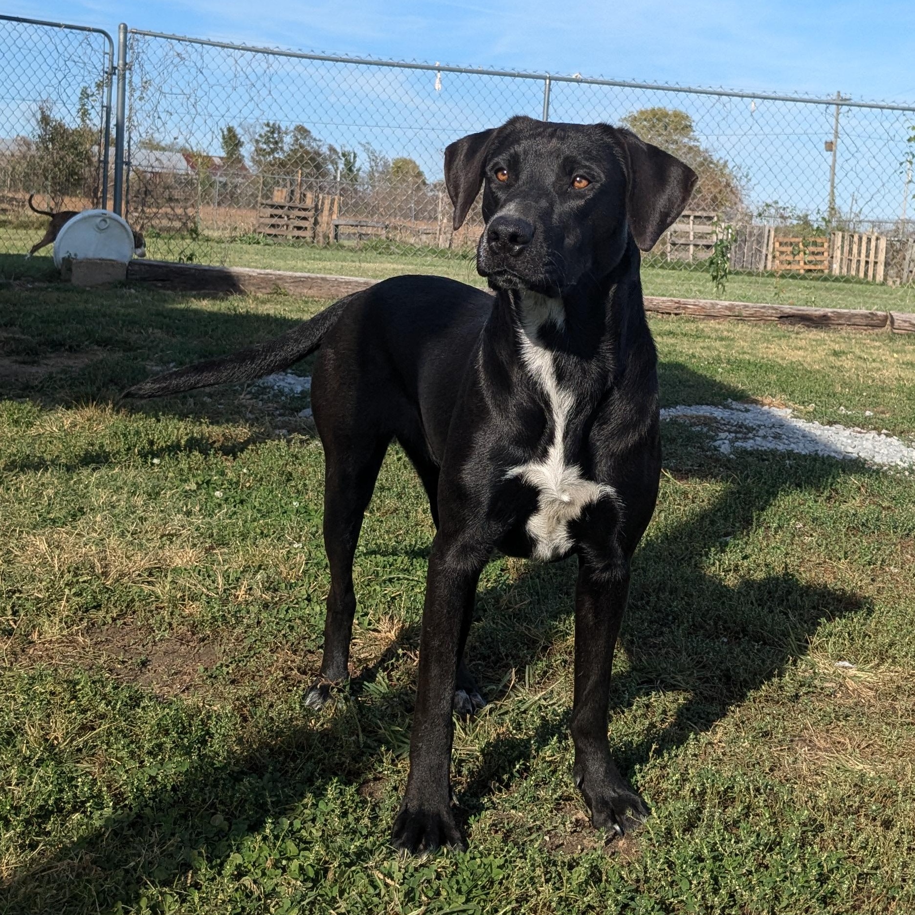 Jane, a Adoptable mixed breed in Manchester, NH image 3/5