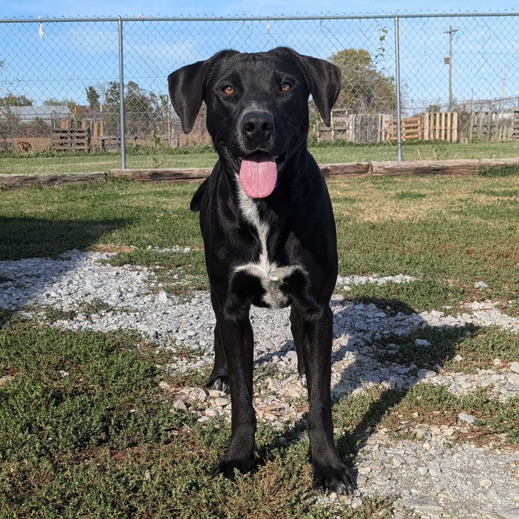 Jane, a Adoptable mixed breed in Manchester, NH image 4/5