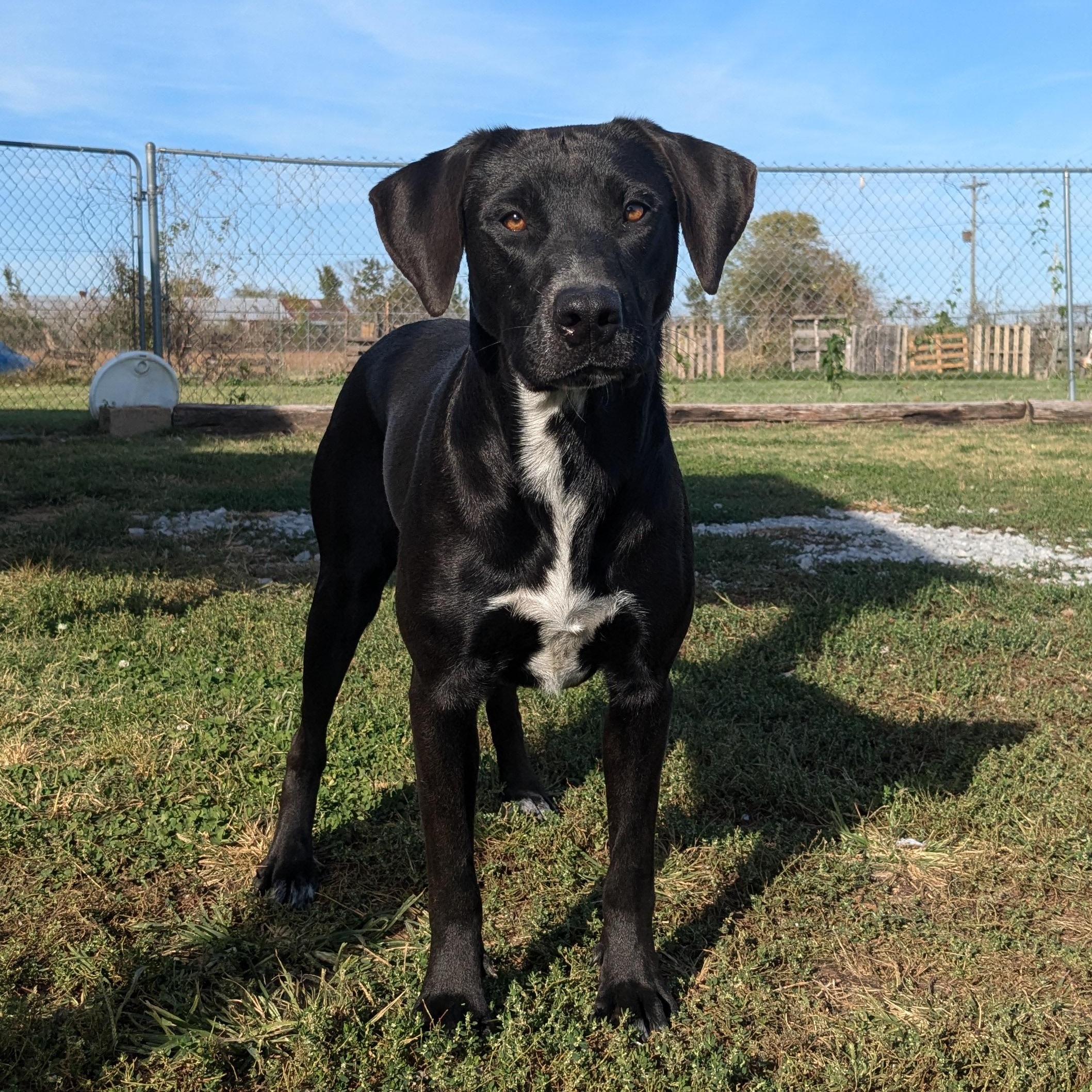 Jane, a Adoptable mixed breed in Manchester, NH image 5/5