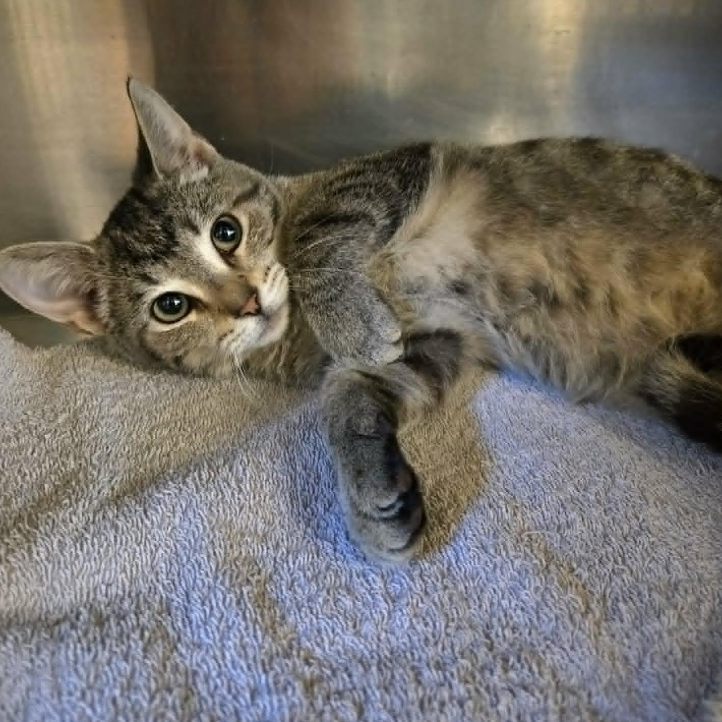 Enlarge Pinecone, a Adoptable Domestic Short Hair in Watertown, WI image 2/4