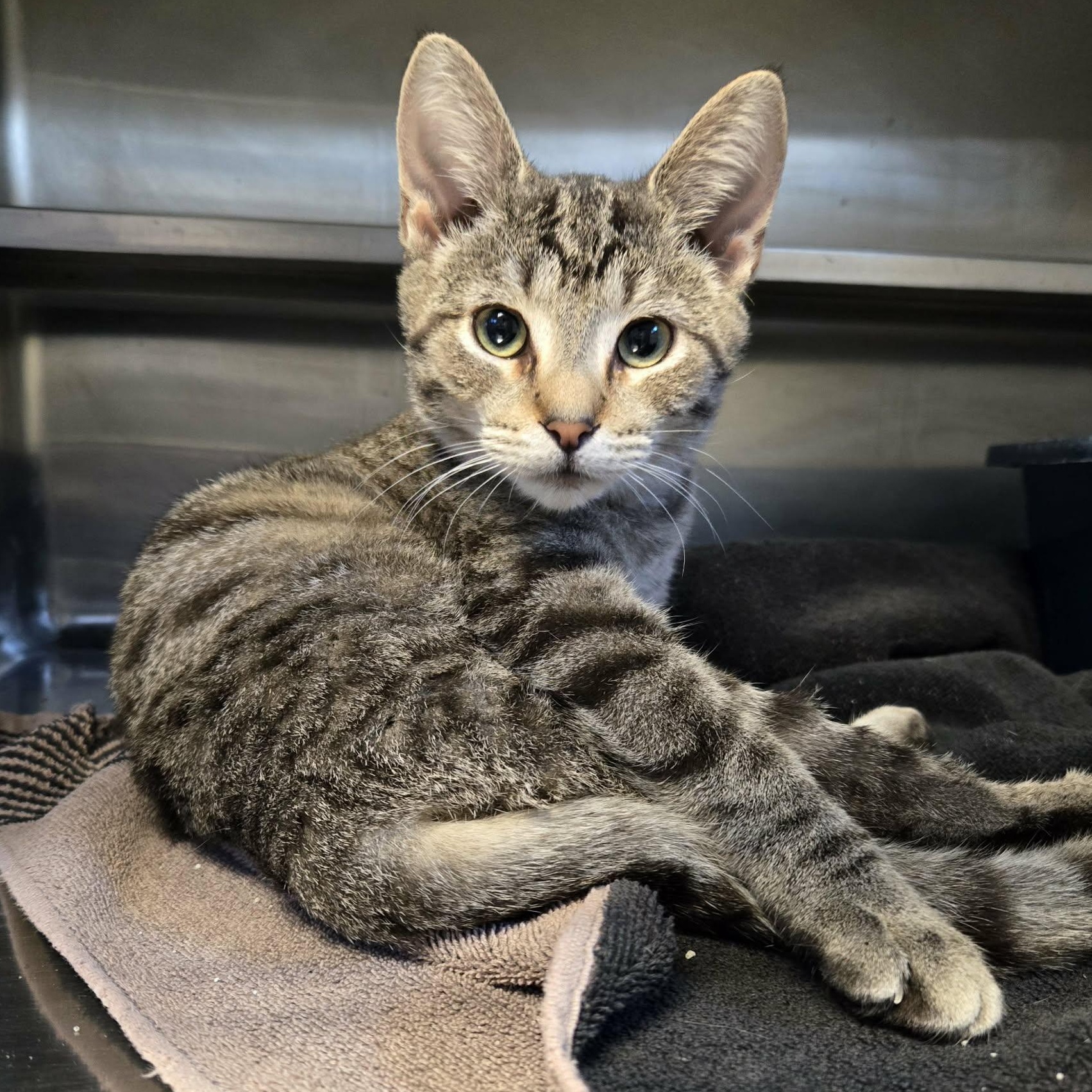 Enlarge Pinecone, a Adoptable Domestic Short Hair in Watertown, WI image 1/4