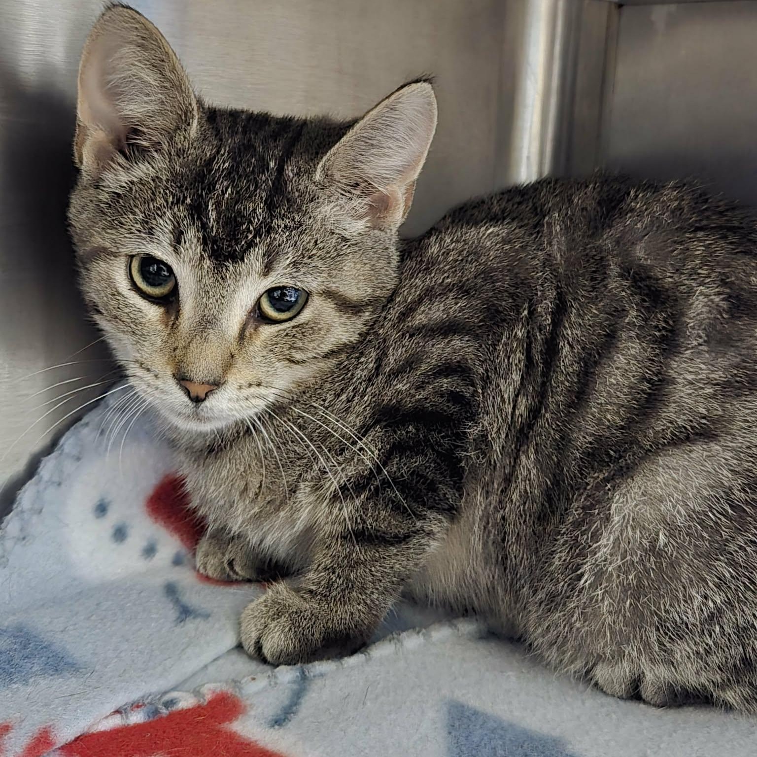 Enlarge Pinecone, a Adoptable Domestic Short Hair in Watertown, WI image 4/4