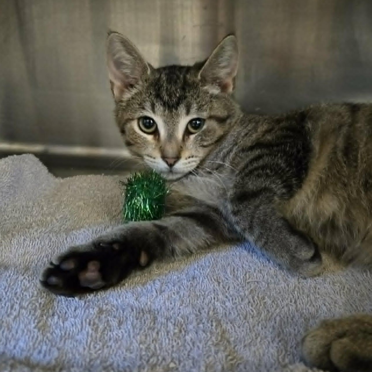 Enlarge Pinecone, a Adoptable Domestic Short Hair in Watertown, WI image 3/4