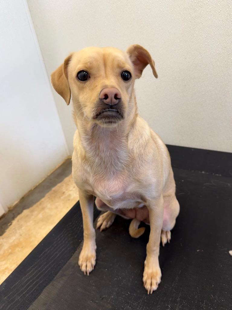 Elsie (Nala), Adoptable, Young Female Mixed Breed.