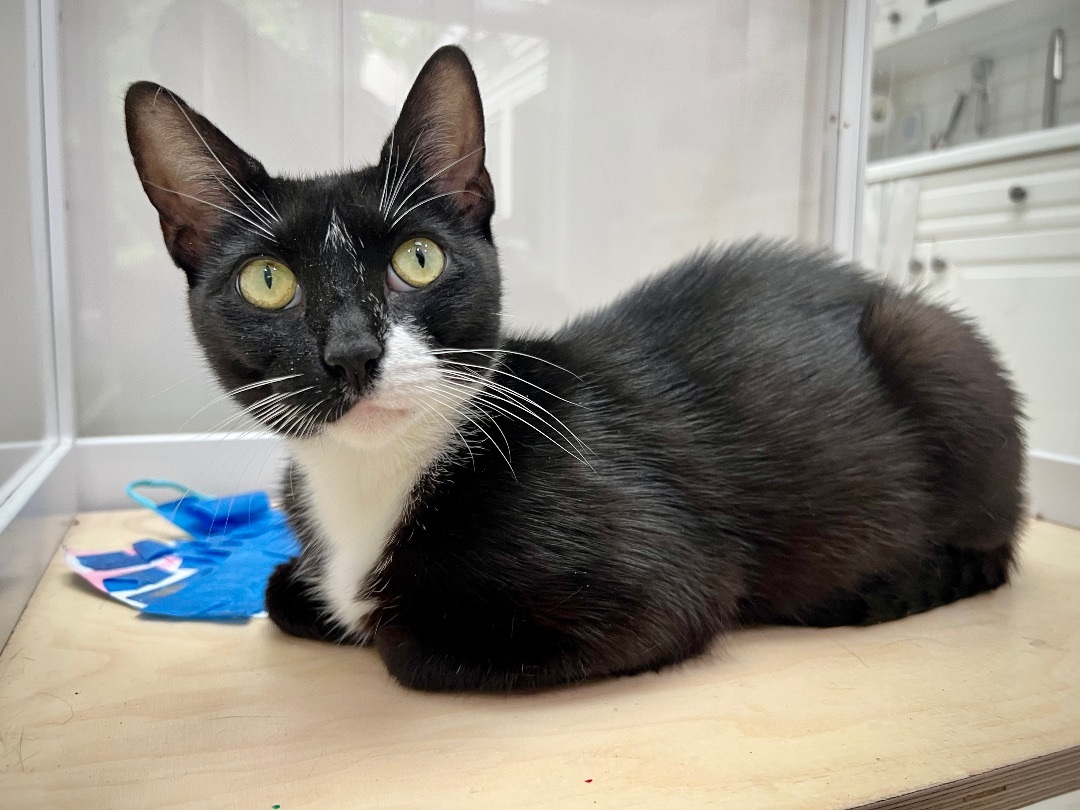 Velvet - playful puppy cat, Adopted, Young Female Domestic Short Hair.