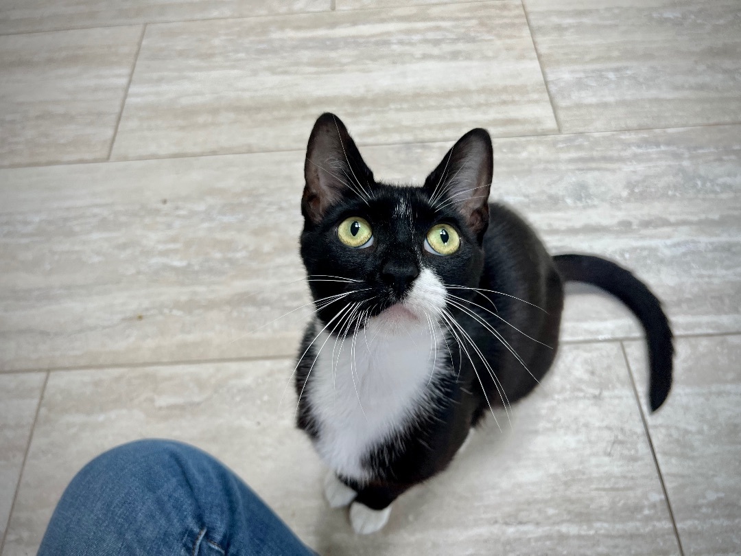 Velvet - playful puppy cat, a Adopted mixed breed in New York, NY image 2/9