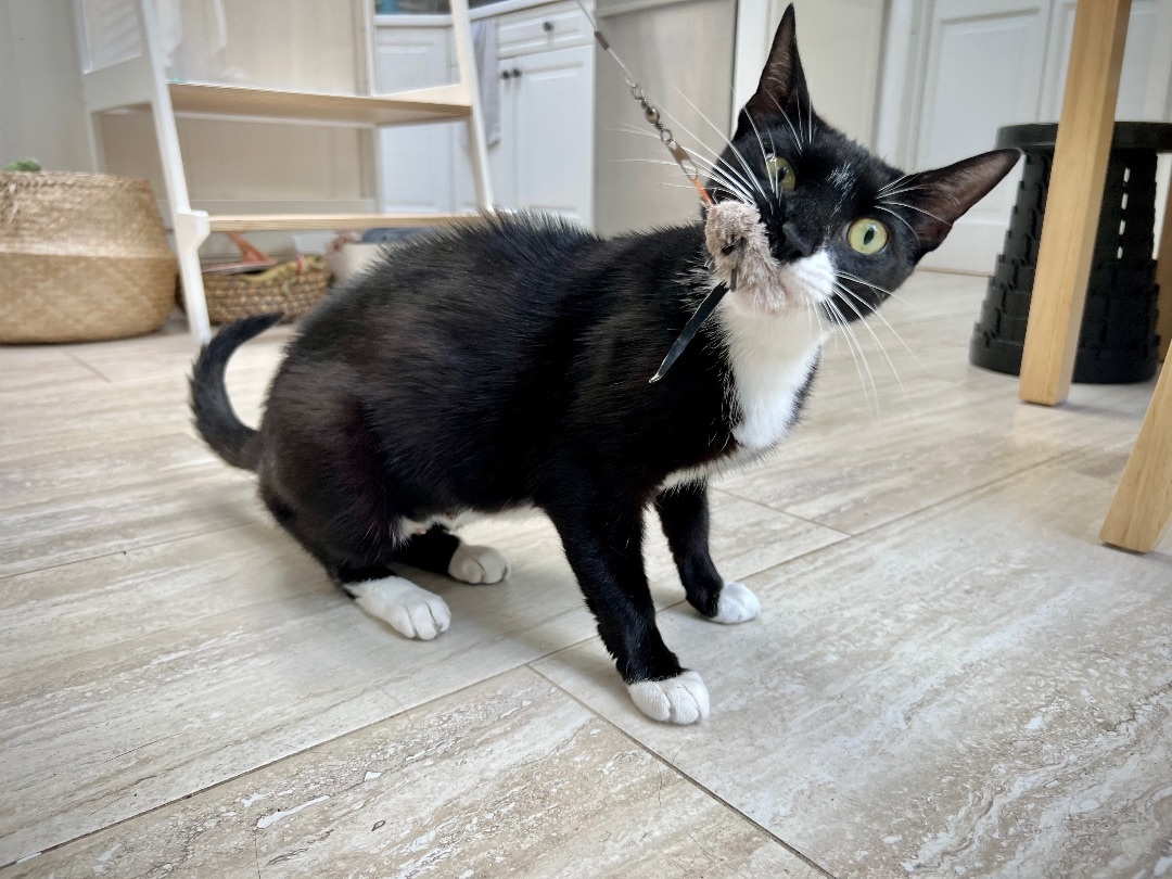 Velvet - playful puppy cat, a Adopted mixed breed in New York, NY image 3/9