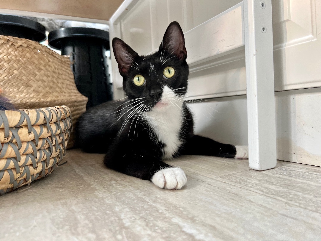 Velvet - playful puppy cat, a Adopted mixed breed in New York, NY image 4/9