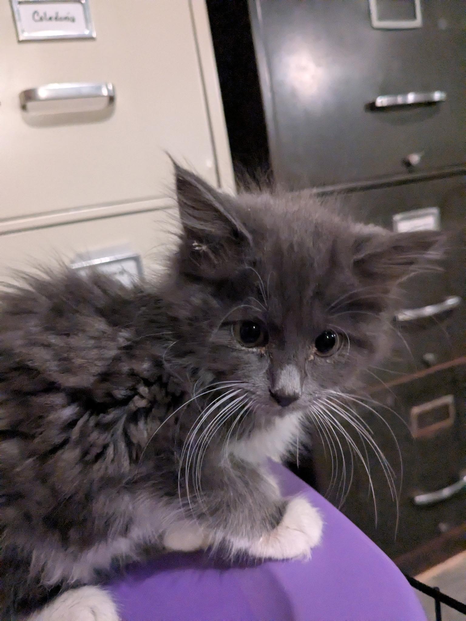 Enlarge Jenny, a Adopted mixed breed in Racine, WI image 1/3