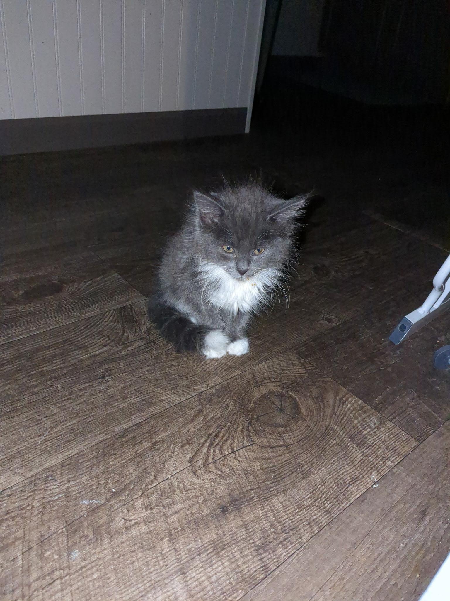 Enlarge Jenny, a Adopted mixed breed in Racine, WI image 2/3