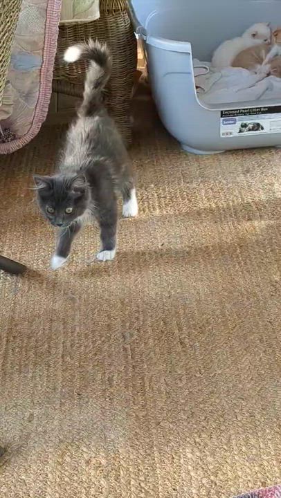 Enlarge Jenny, a Adopted mixed breed in Racine, WI video 3/3